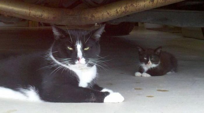 Photos Of Cats Having Way Too Much Fun (98 pics)
