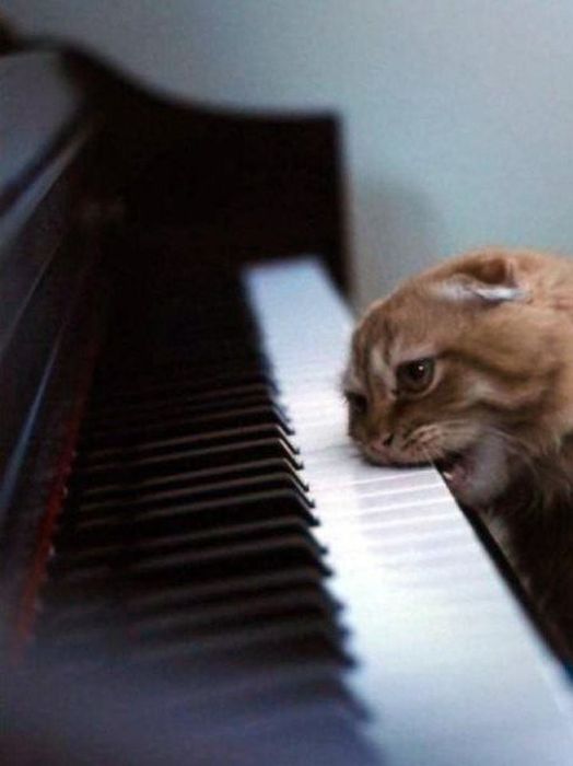 Photos Of Cats Having Way Too Much Fun (98 pics)