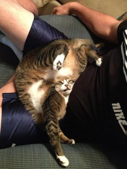 Photos Of Cats Having Way Too Much Fun (98 pics)