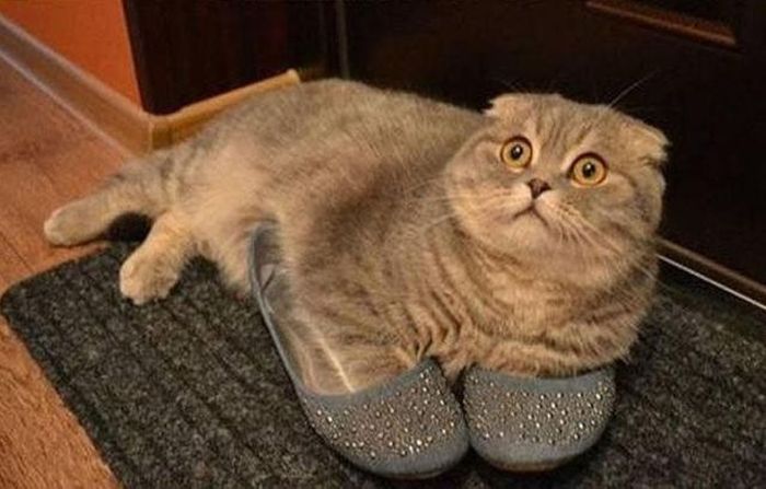 Photos Of Cats Having Way Too Much Fun (98 pics)