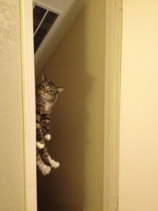 Photos Of Cats Having Way Too Much Fun (98 pics)