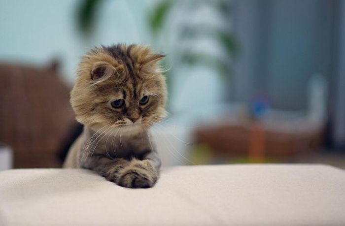 Photos Of Cats Having Way Too Much Fun (98 pics)