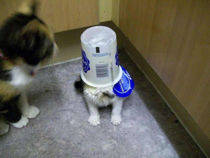 Photos Of Cats Having Way Too Much Fun (98 pics)