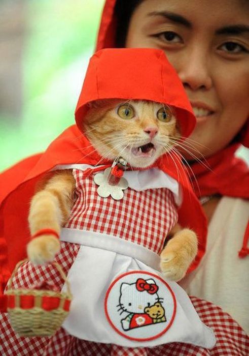 Photos Of Cats Having Way Too Much Fun (98 pics)