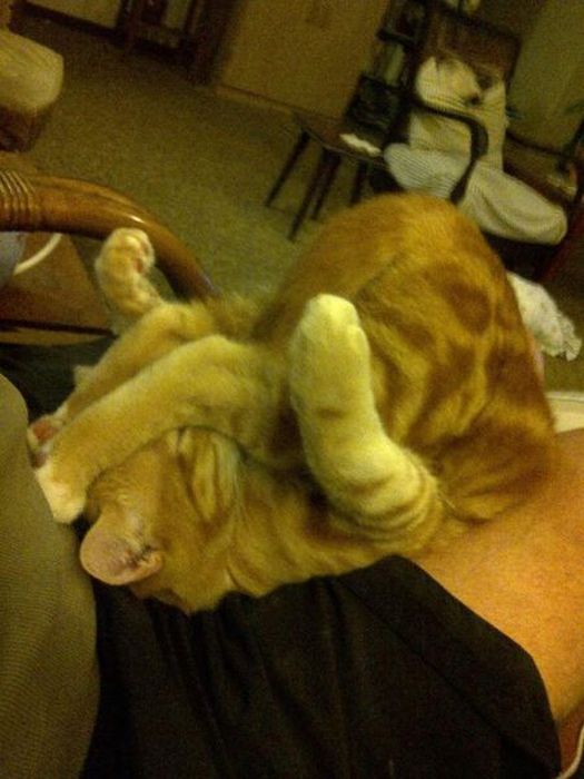 Photos Of Cats Having Way Too Much Fun (98 pics)