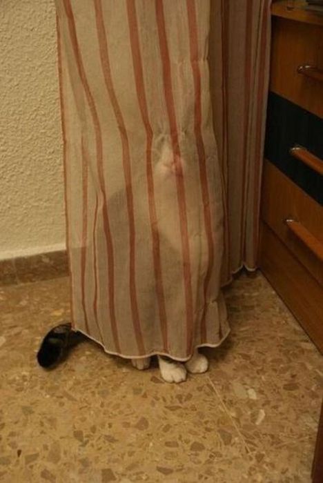 Photos Of Cats Having Way Too Much Fun (98 pics)