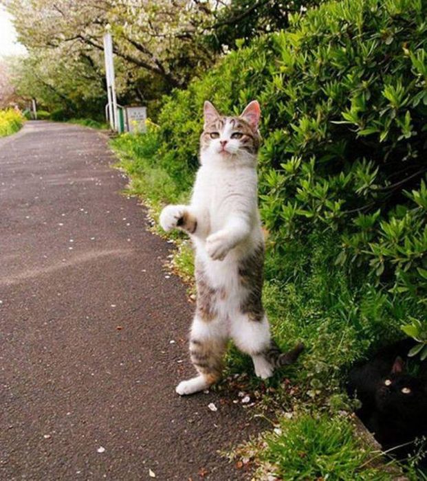 Photos Of Cats Having Way Too Much Fun (98 pics)
