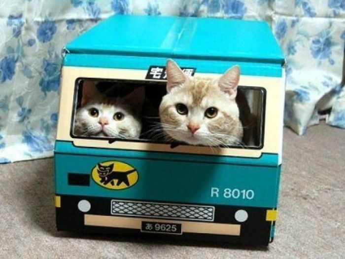 Photos Of Cats Having Way Too Much Fun (98 pics)