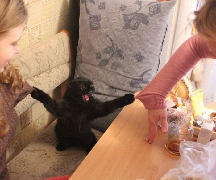 Photos Of Cats Having Way Too Much Fun (98 pics)