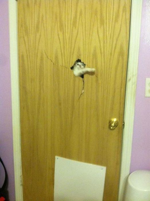 Photos Of Cats Having Way Too Much Fun (98 pics)
