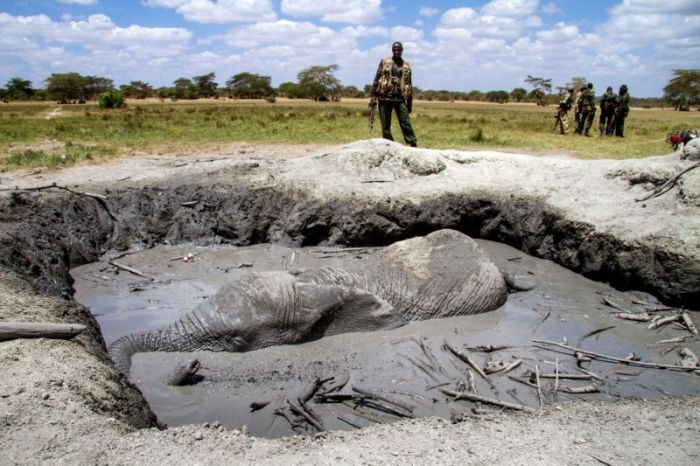 Dramatic Rescue Of An Elephant Stuck In Mud (6 pics)