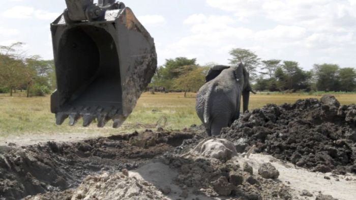 Dramatic Rescue Of An Elephant Stuck In Mud (6 pics)