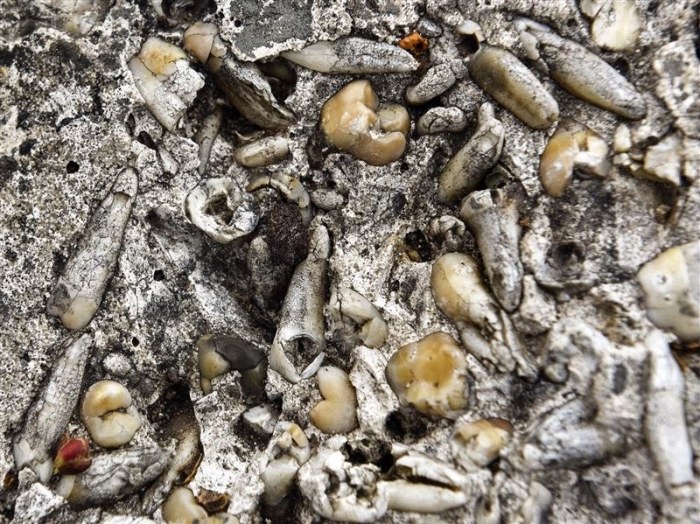 This Concrete Block Is Full Of Teeth, Find Out Why (3 pics)