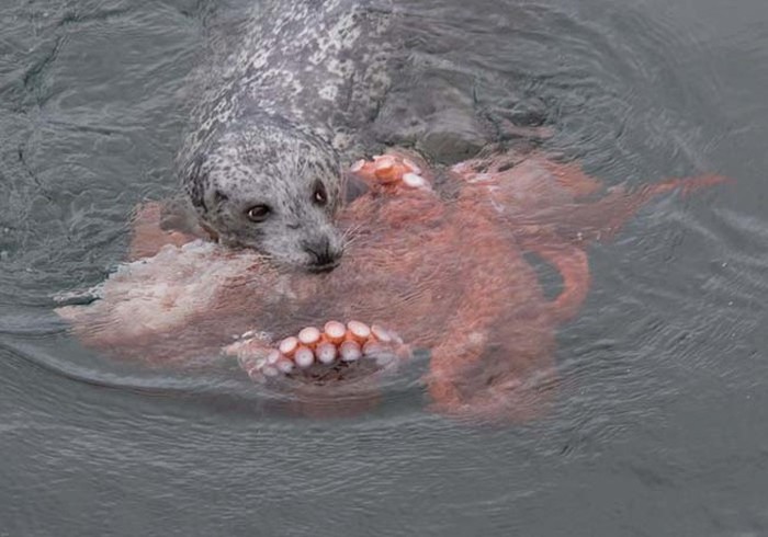 Harbor Seal Vs Giant Octopus (7 pics)