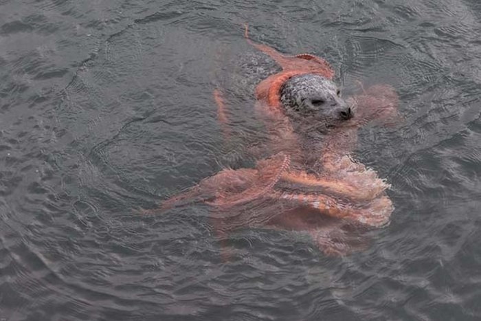 Harbor Seal Vs Giant Octopus (7 pics)