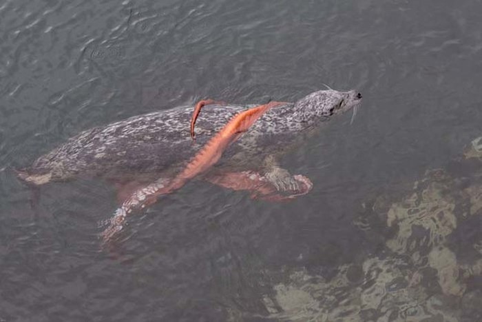 Harbor Seal Vs Giant Octopus (7 pics)
