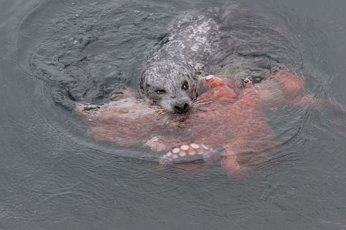 Harbor Seal Vs Giant Octopus (7 pics)