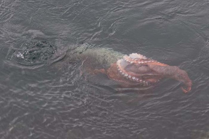 Harbor Seal Vs Giant Octopus (7 pics)