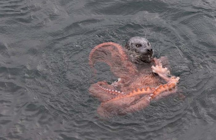Harbor Seal Vs Giant Octopus (7 pics)