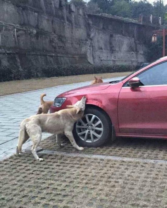 Why Is This Dog Eating A Car? (4 pics)