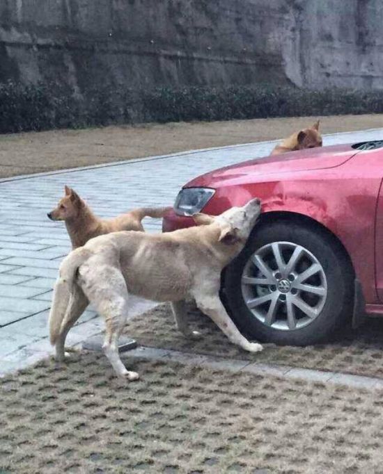 Why Is This Dog Eating A Car? (4 pics)