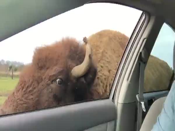 Girl Feeding Bison