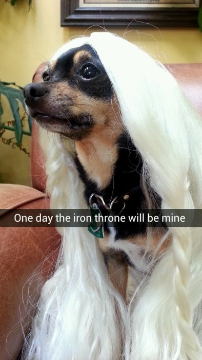 These Nerdy Snapchats Are Just Perfect (17 pics)
