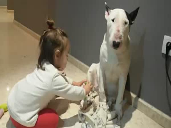 Little Girl Playing With A Patient Dog