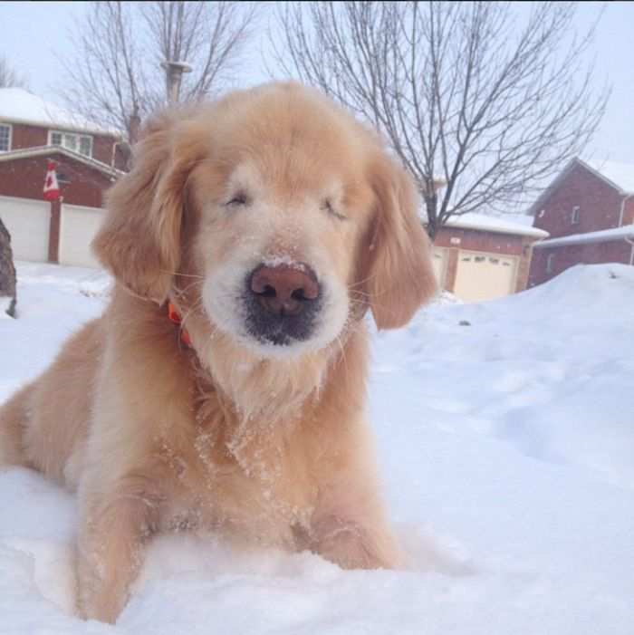 This Adorable Dog Is Living A Full Life With No Eyes (10 pics)