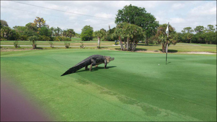 Giant Alligator Ruins Golf Game (3 pics)