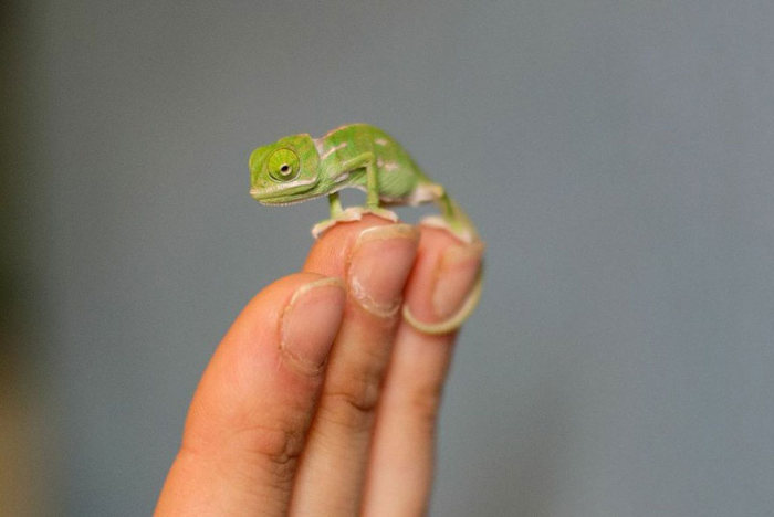 Tiny Baby Chameleons (11 pics)