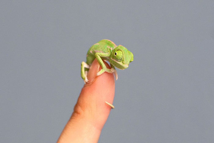 Tiny Baby Chameleons (11 pics)