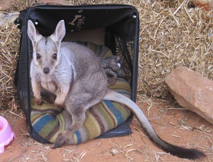 Orphaned Baby Kangaroos Find A Loving Home (16 pics)