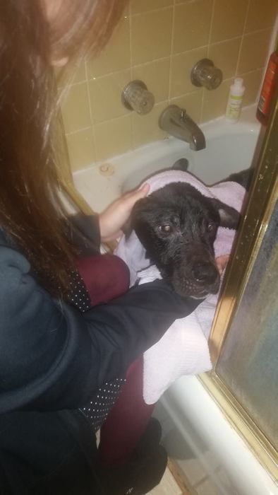Abandoned Dog Has Been Rescued (18 pics)