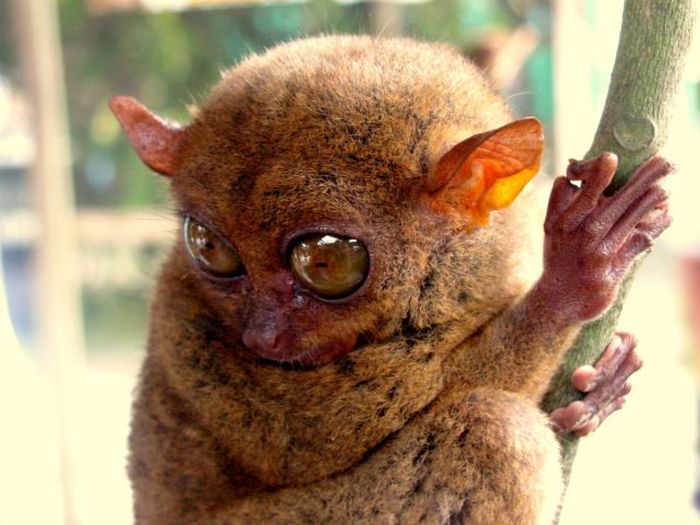This Cute Little Creature Looks A Lot Like An Alien (55 pics)