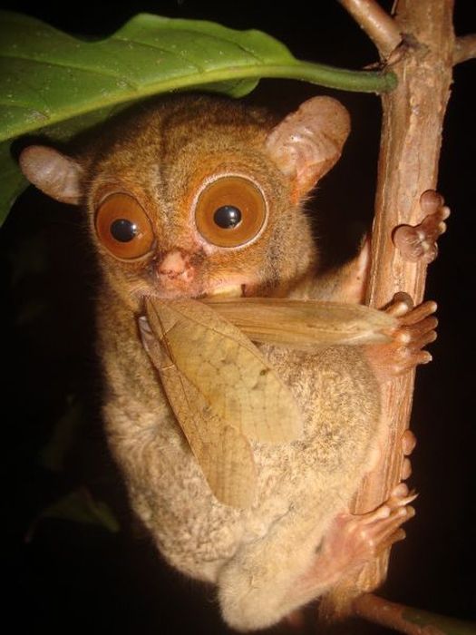 This Cute Little Creature Looks A Lot Like An Alien (55 pics)