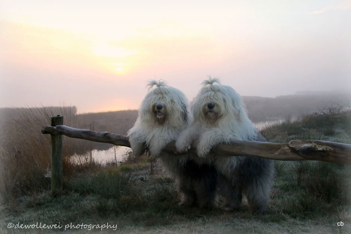 These Sheepdog Sisters Just Love Taking Pictures Together (24 pics)