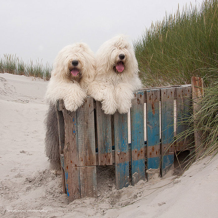 These Sheepdog Sisters Just Love Taking Pictures Together (24 pics)