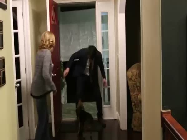 Dog Is Happy To Meet His Owner After 2 Years
