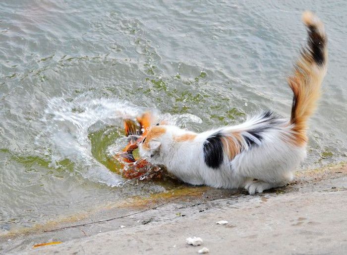 Cat Catches A Huge Goldfish For Dinner (10 pics)
