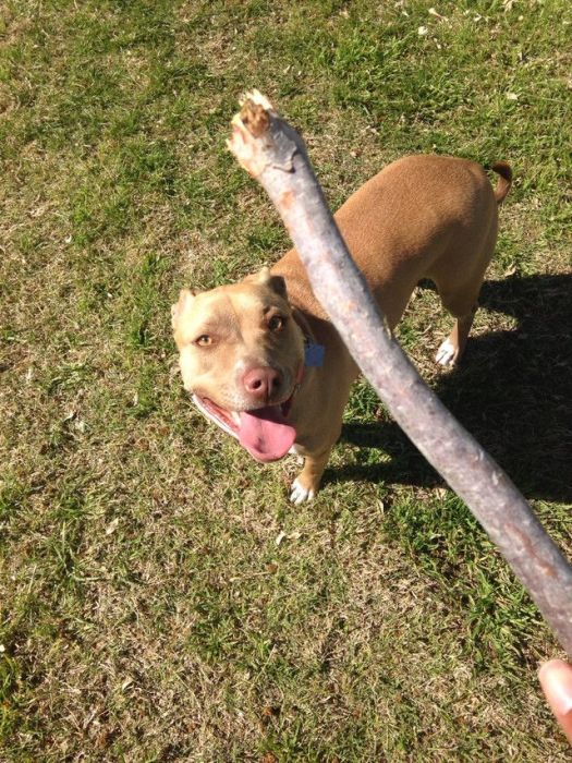 This Dog Totally Knows How To Win At Fetch (4 pics)