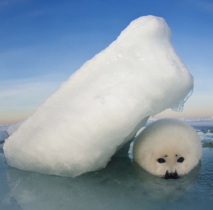 Acid Picdump (108 pics)