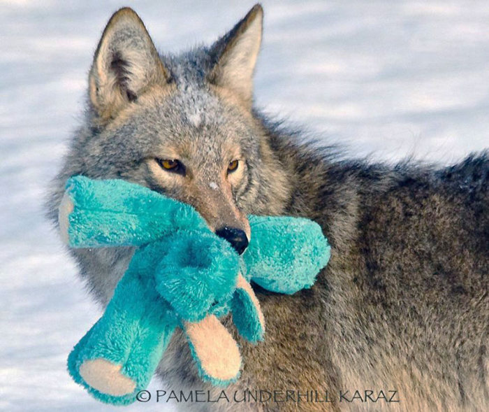 Wild Coyote Finds A Toy And Falls In Love With It (8 pics)