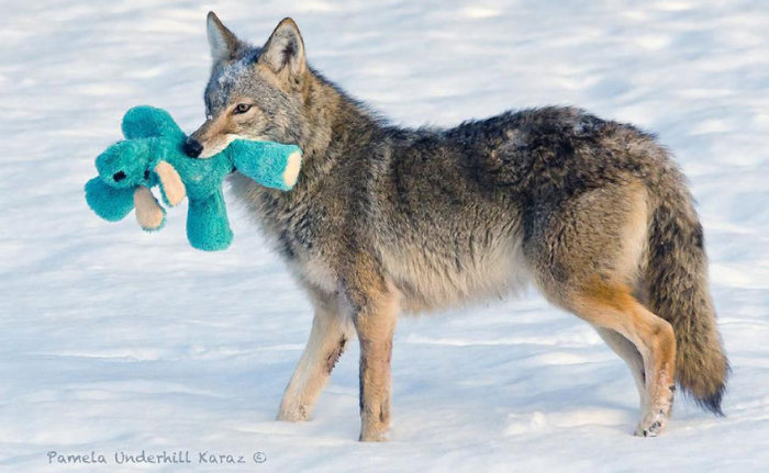 Wild Coyote Finds A Toy And Falls In Love With It (8 pics)