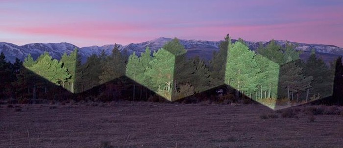 Javier Riera Is Turning Trees Into Surreal Art (16 pics)