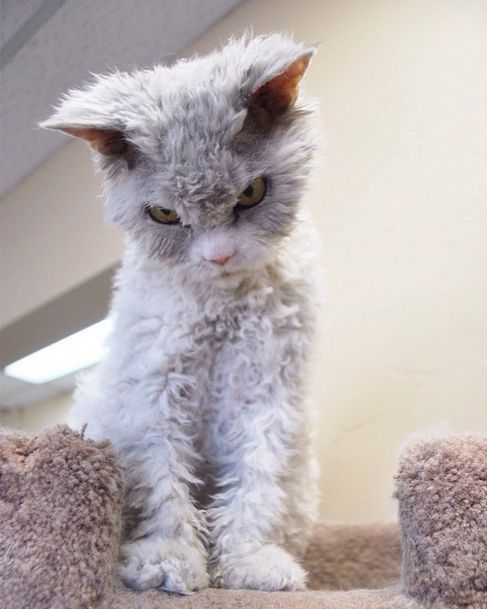 Meet Albert The Feline With A Bitchface That Rivals Grumpy Cat (20 pics)