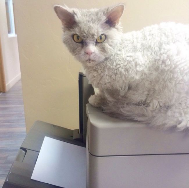 Meet Albert The Feline With A Bitchface That Rivals Grumpy Cat (20 pics)