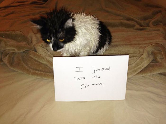These Cats Totally Deserve To Be Cat Shamed (30 pics)