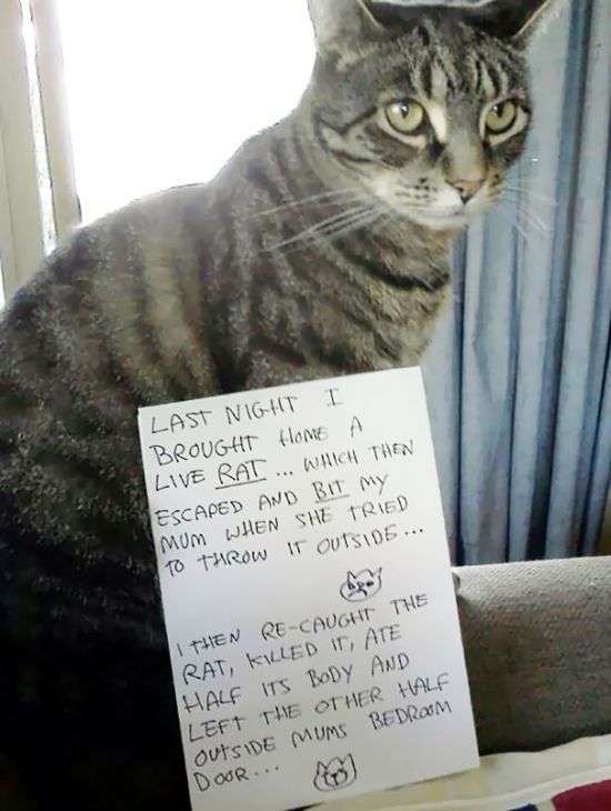 These Cats Totally Deserve To Be Cat Shamed (30 pics)