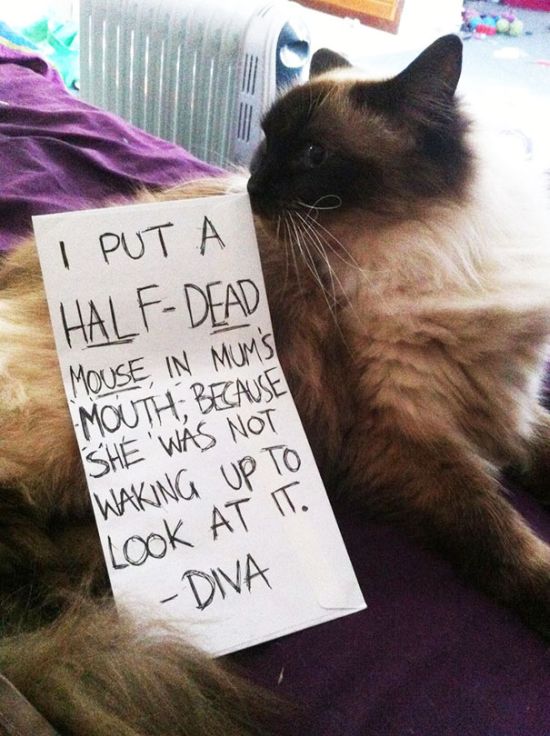 These Cats Totally Deserve To Be Cat Shamed (30 pics)
